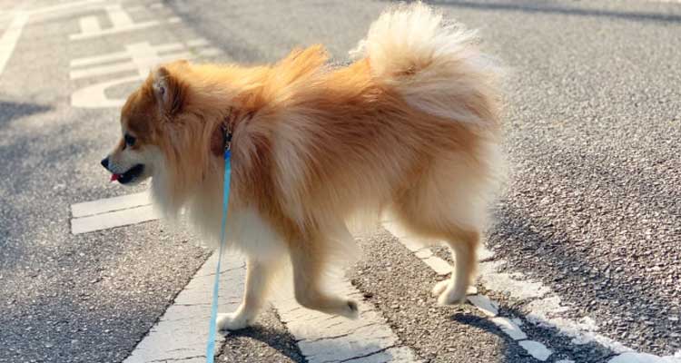 高温のアスファルトの上を散歩する犬の様子